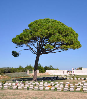 Lone Pine over gravestones at Gallipoli Cemetery and War Memorial