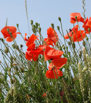 Red poppies under a blue sky