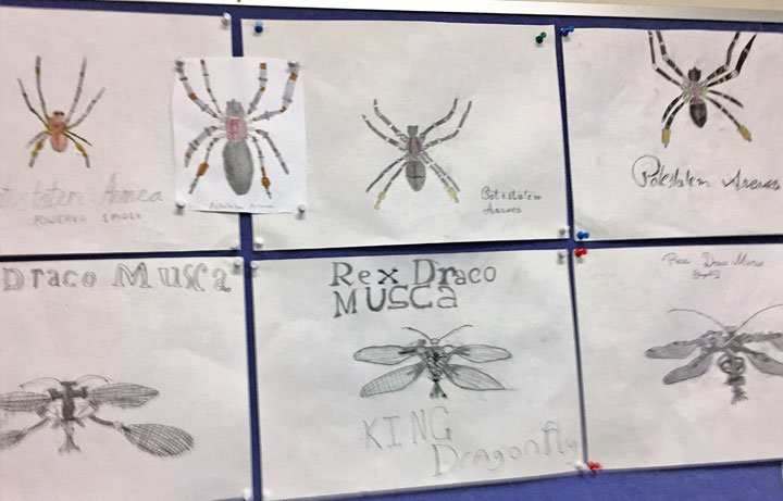 Student insect illustrations