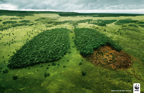 Arial view of two isolated forest areas, forming a pair of lungs in shape, with one partly deforested within